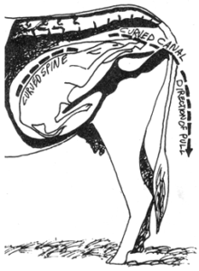 Feedback on Calving: Hip-Lock and Assistance During Bovine Labor Image